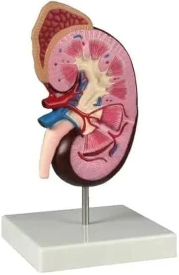 3D Diagnostic Imaging
